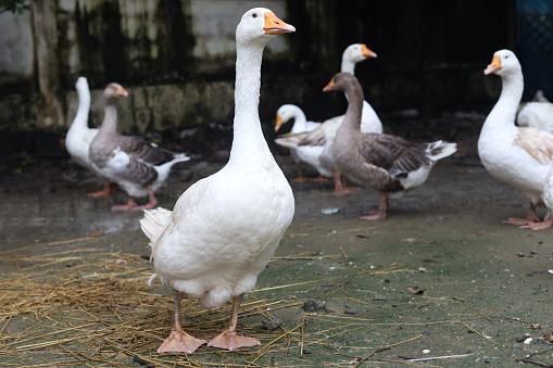 The group goose eatting food in garden at thailand