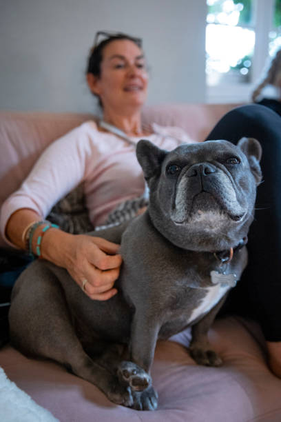 istock French Bulldog Relaxing at Home 1391260598