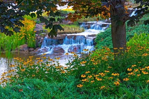 Flowers-Yellow with waterfall-Hamilton County Indiana