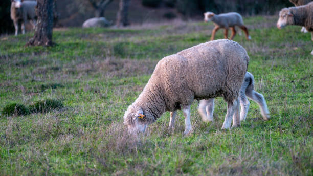 istock sheep country grass farm 1391262116