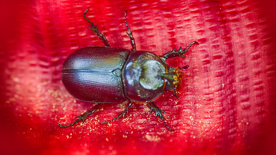 Rhinoceros beetle crawling on red corrugated surface of leaf. Kerala. India