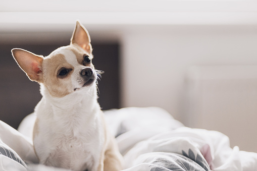 Small chihuahua pet dog sitting on the bed looking interested, head tilted to one side. Small pet dog. Cute small dog.