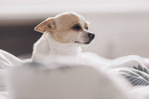 istock Cute chihuahua dog posing with ears down 1391263355