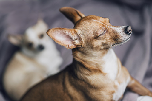 Portrait of small brown miniature pinscher dog relaxing at home. In background is it’s friend chihuahua. Two small dogs. Dog relaxing. Small pet dogs.