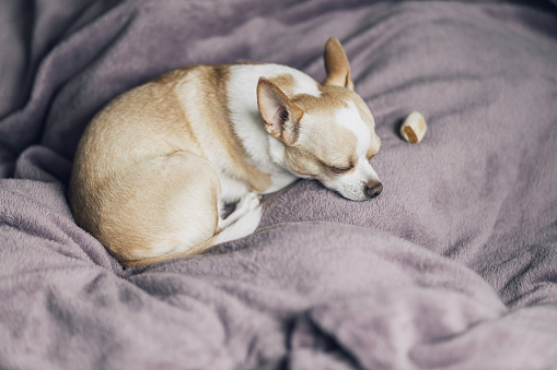 Corgi puppy taking a nap on a mattress