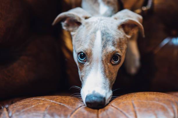 Whippet dog puppy face with blue eyes looking at camera on brown leather couch