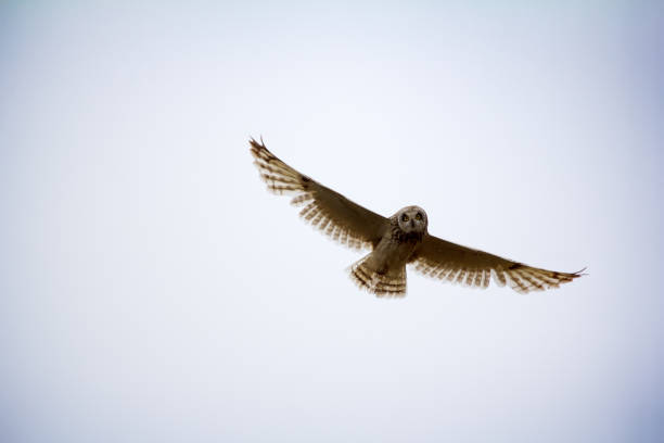 istock Short-eared owl (marsh owl, Asio flammeus) flies over nest 1391263584