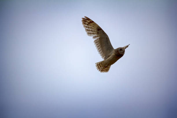 istock Short-eared owl (marsh owl, Asio flammeus) flies over nest 1391263626