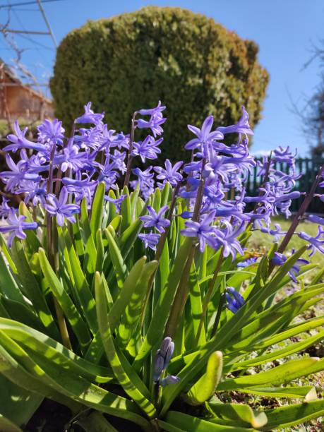 istock Hyacinth in the Serbian garden 1391263820
