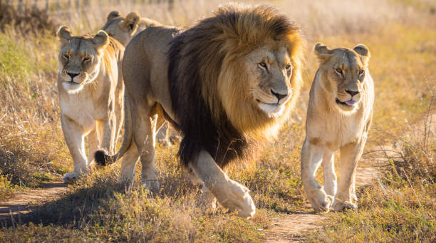 istock South Africa Wildlife 1391264487
