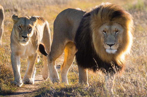 istock South Africa Wildlife 1391264590