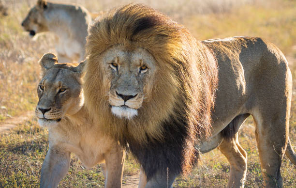 istock South Africa Wildlife 1391264591