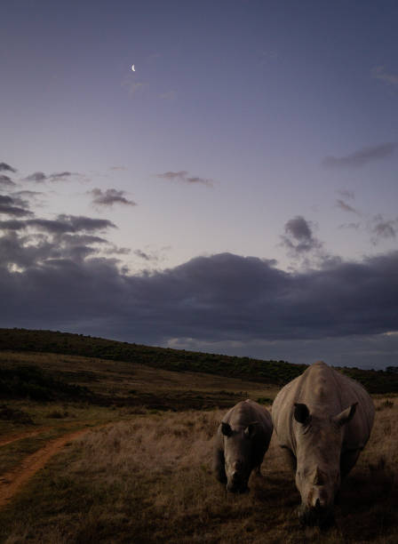 Various wildlife animals photographed in South Africa.