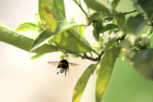 Bumblebee suspended in the air under leaves and flowers