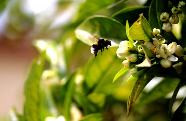 istock Flowers, bees and bumblebees. 1391264677