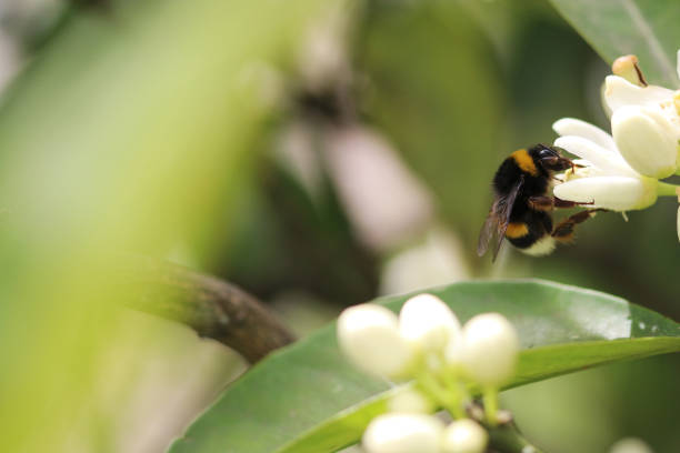 istock Flowers, bees and bumblebees. 1391264680