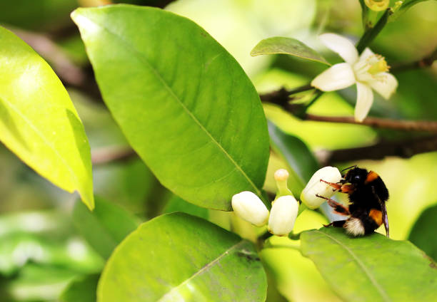 Bumblebee sitting on a leaf, eating from a flower