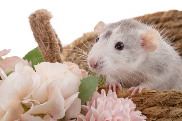 Cute bicolor rat in a basket on white background