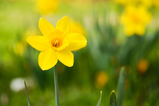 Beautiful blooming yellow narcissus flower detail in Spring