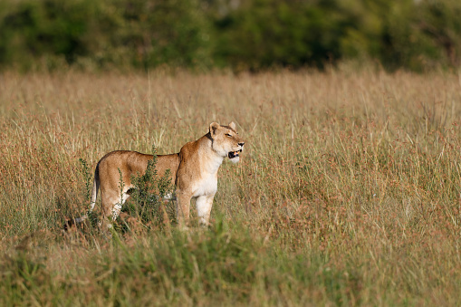 Lion in the bush veld