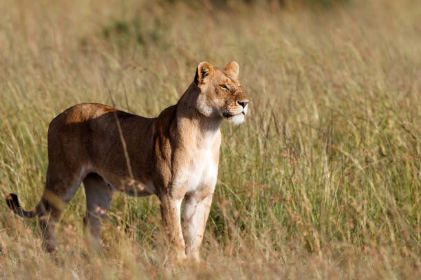 istock Lion hunting in the Masai Mara 1391268613