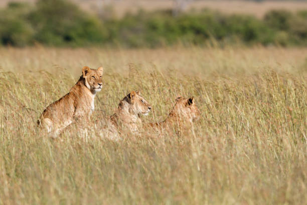 istock Lion hunting in the Masai Mara 1391268619