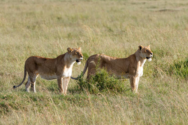 istock Lion hunting in the Masai Mara 1391268627
