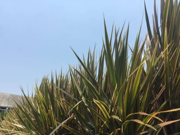 istock Lush and dense shrubs with long, pointed leaves against a clear sky background. 1391269677