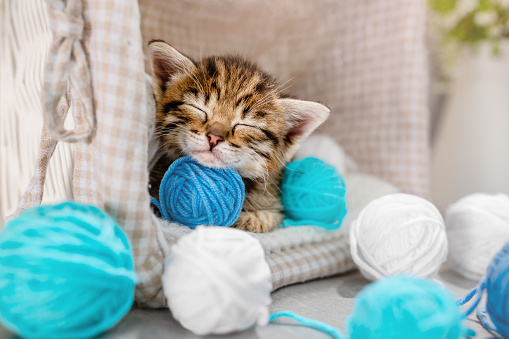 A small striped kitten sleeps on balls of blue and white yarn and thread