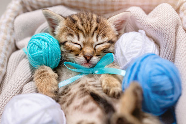 istock A small striped kitten sleeps on balls of yarn and thread 1391269739
