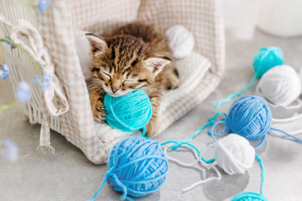 istock A small striped kitten sleeps on balls of yarn and thread 1391269740