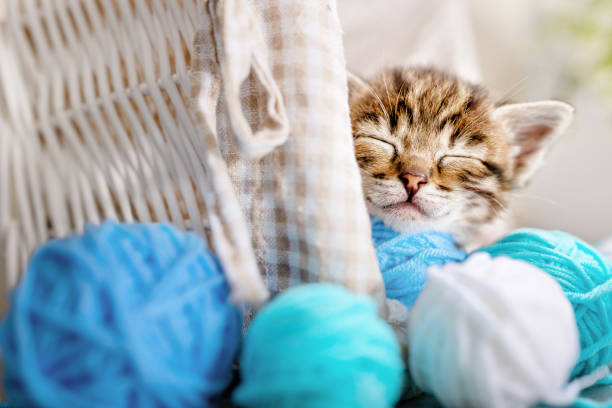 istock A small striped kitten sleeps on balls of yarn and thread 1391269743