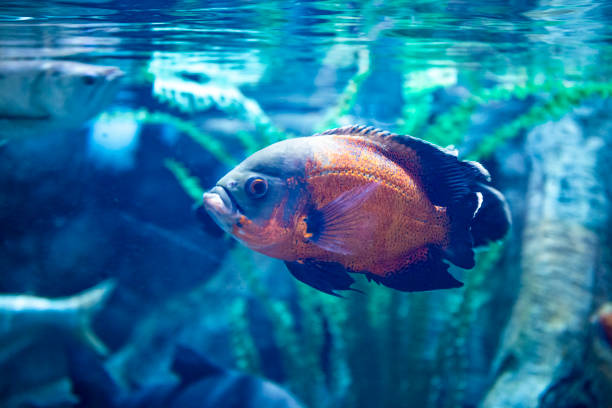 istock Bright tropical fish in the sea close up, background with fish 1391270376