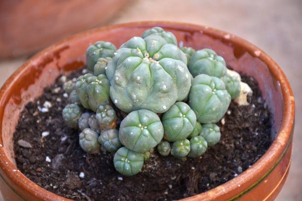 Lophophora williamsii plant. Pot with Peyote plant (Lophophora williamsii). Garden. peyote cactus stock pictures, royalty-free photos & images