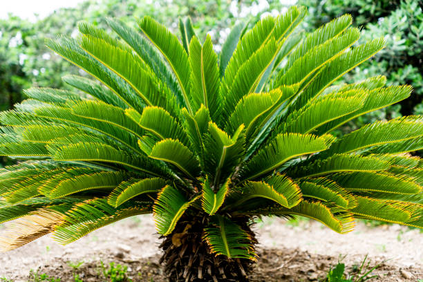 istock Large green plant with trunk in nature 1391276433