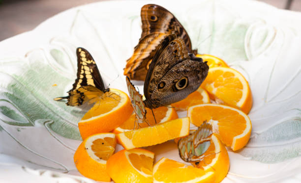 istock Butterflies taste orange in a plate 1391277164