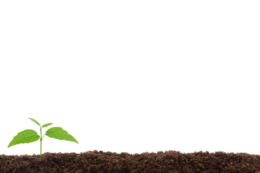 Young plant sprout in soil border isolated on pure white background with large copy space