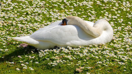 White swan sleeping among white daisies in the meadow, waterbird in the meadow. sunlught
