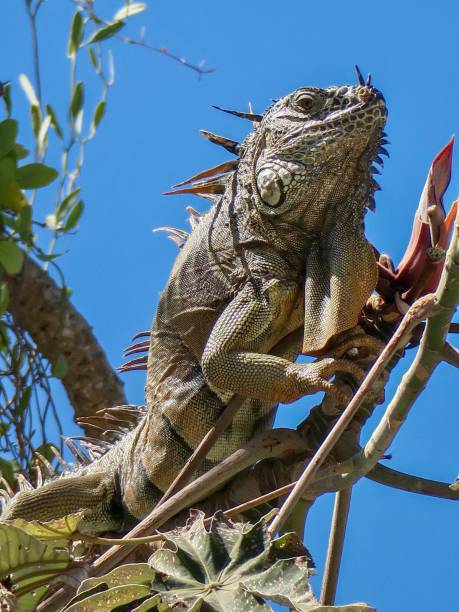 istock The Green Iguana with Multiple Horns 1391278569