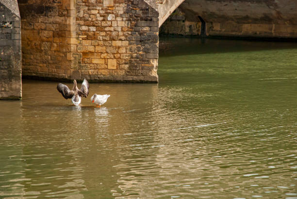 istock Wild geese in river waters 1391278767