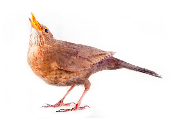 istock Merle (Turdus merula) leads hidden life 1391279283