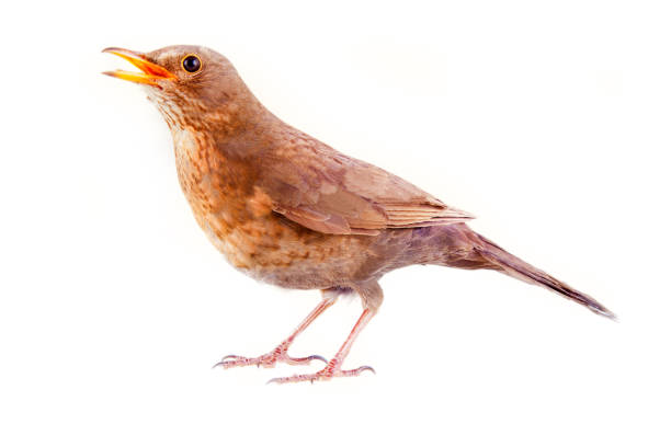 istock Blackbird (Turdus merula, female) is one of best singers 1391279329