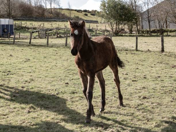 istock Lusitano Foal In Pasture. 1391283070