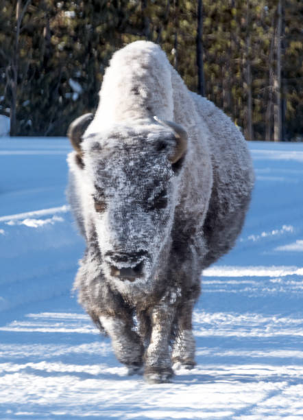 istock Bison or Buffalo walking on deep hardpacked closed highway covered in snow and frost 1391283256