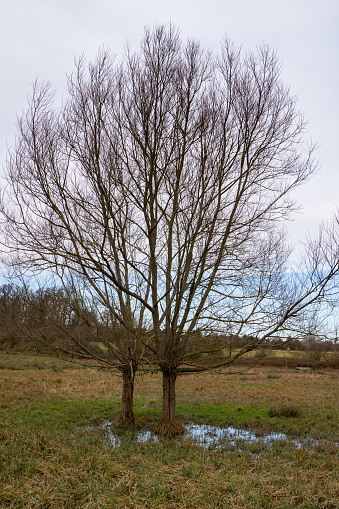 Two lone trees in the flood plain of Pishiobury Park in Hertfordshire, they have survived the recent floods.