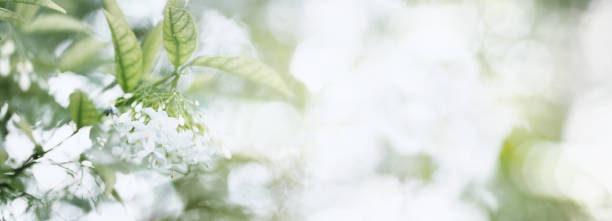 istock White fragrant spring flower in nature with bokeh lights.Water Jasmine,Wrightia religiosa. 1391283426