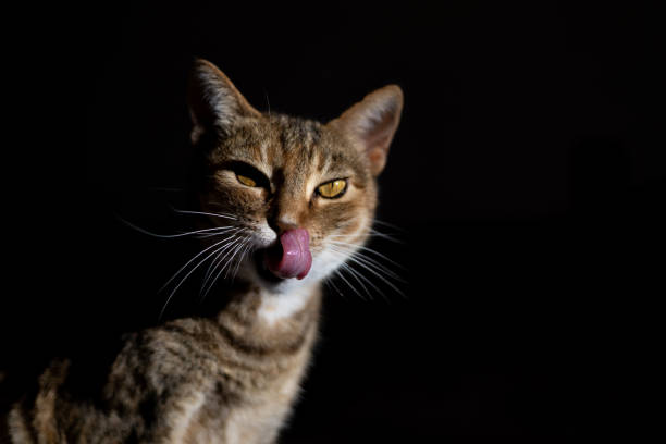 istock Tabby cat with tongue out isolated on a black background 1391283483