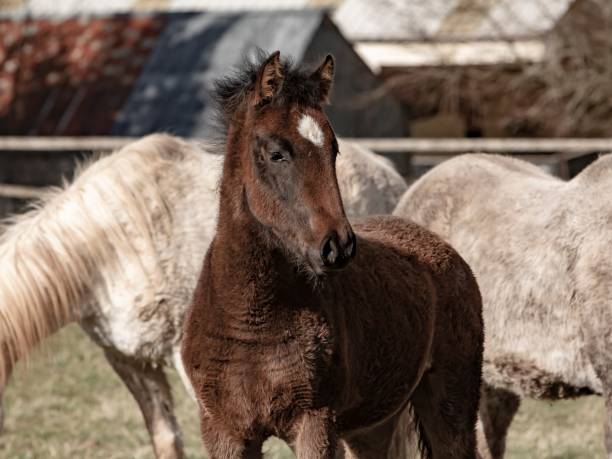 istock Lusitano Foal & Arabian Horses. 1391284733