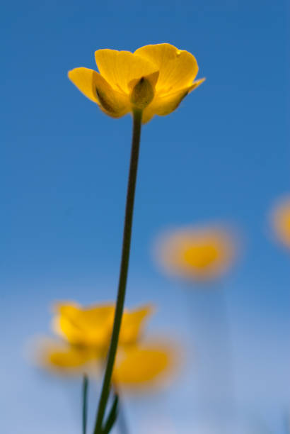 istock Small yellow flower on blue sky background 1391289009