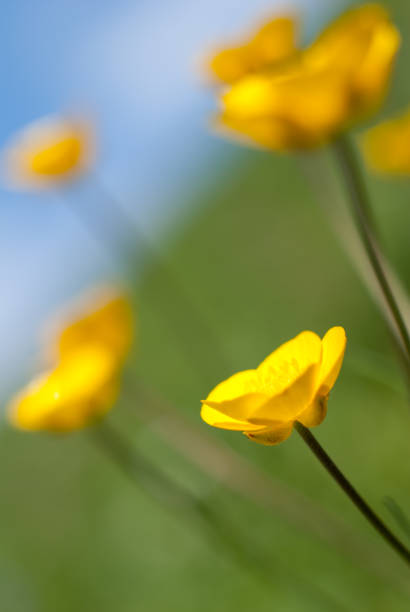 istock Yellow flower on a blurred background of blue sky and greenery 1391289011